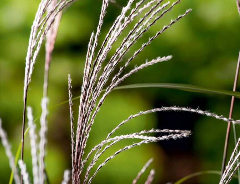 Miscanthus sinensis 'Serengeti'®